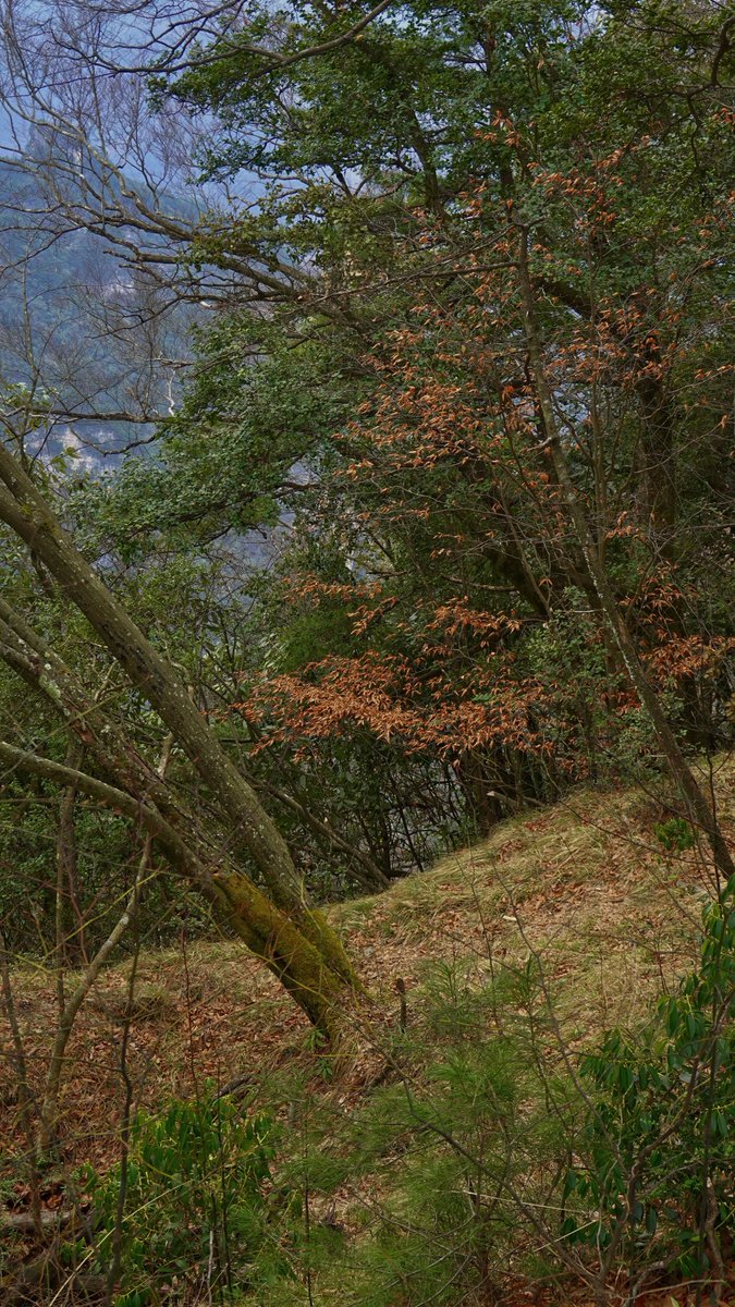 COSYCOSY258's tweet image. 關於光霧山（十二）

About “Guangwu Mountain” 12

#sichuan #life #photography #travel #art