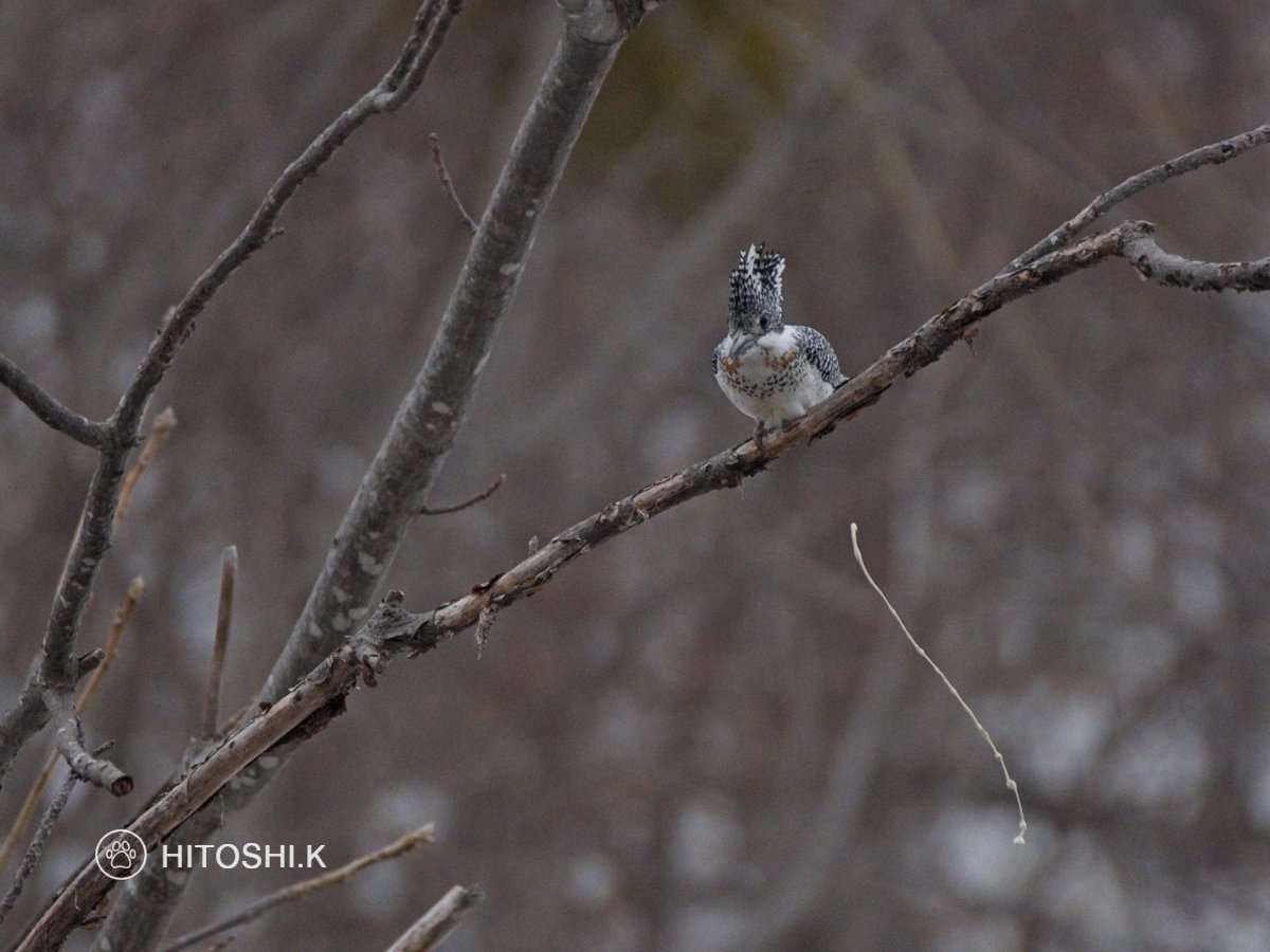 allmans's tweet image. 失礼&amp;lt;(_ _)&amp;gt;
#ヤマセミ #SonyAlpha #これソニーで撮りました #tokyocameraclub