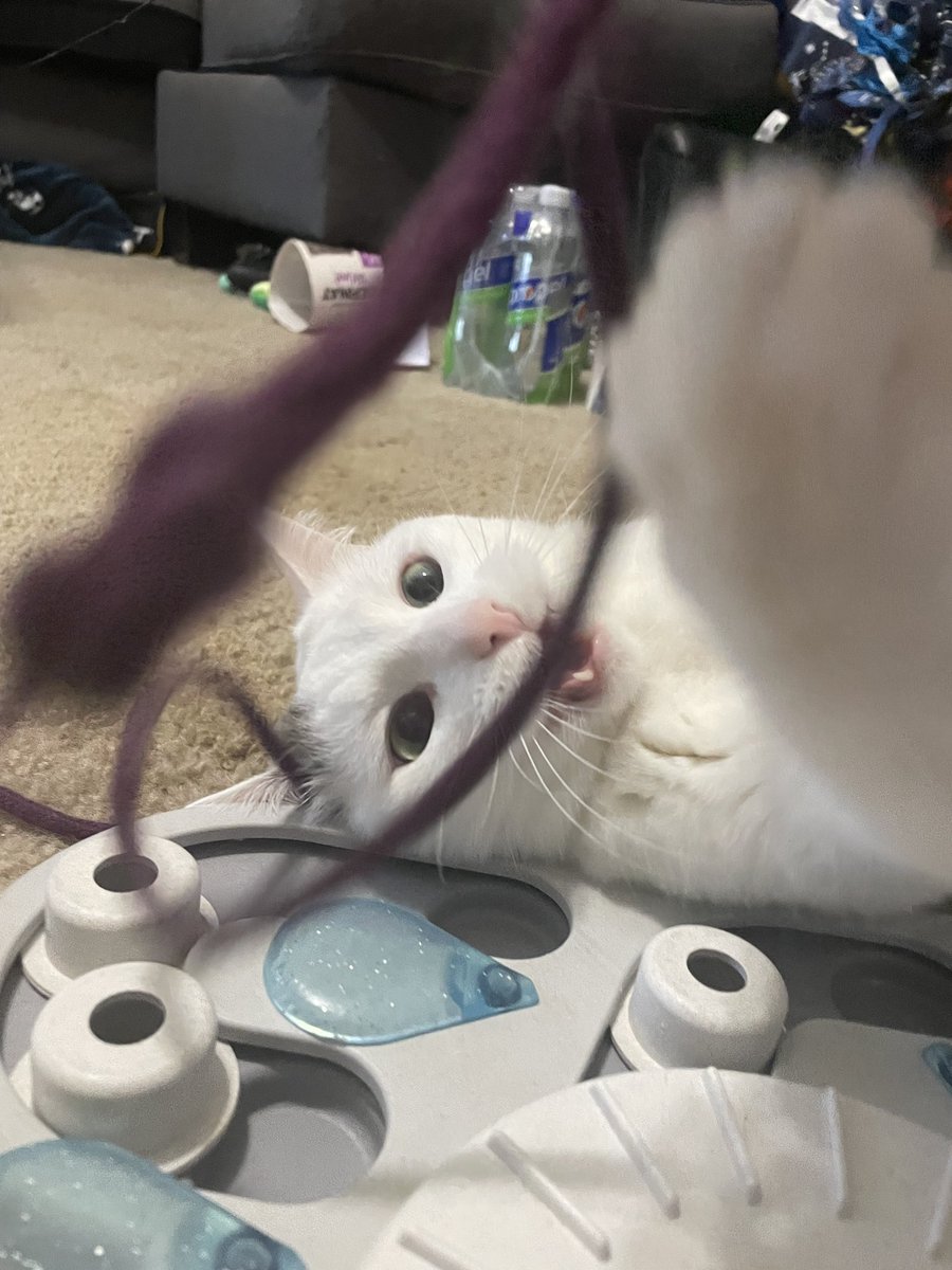 santoni anthony rigatoni tweet media