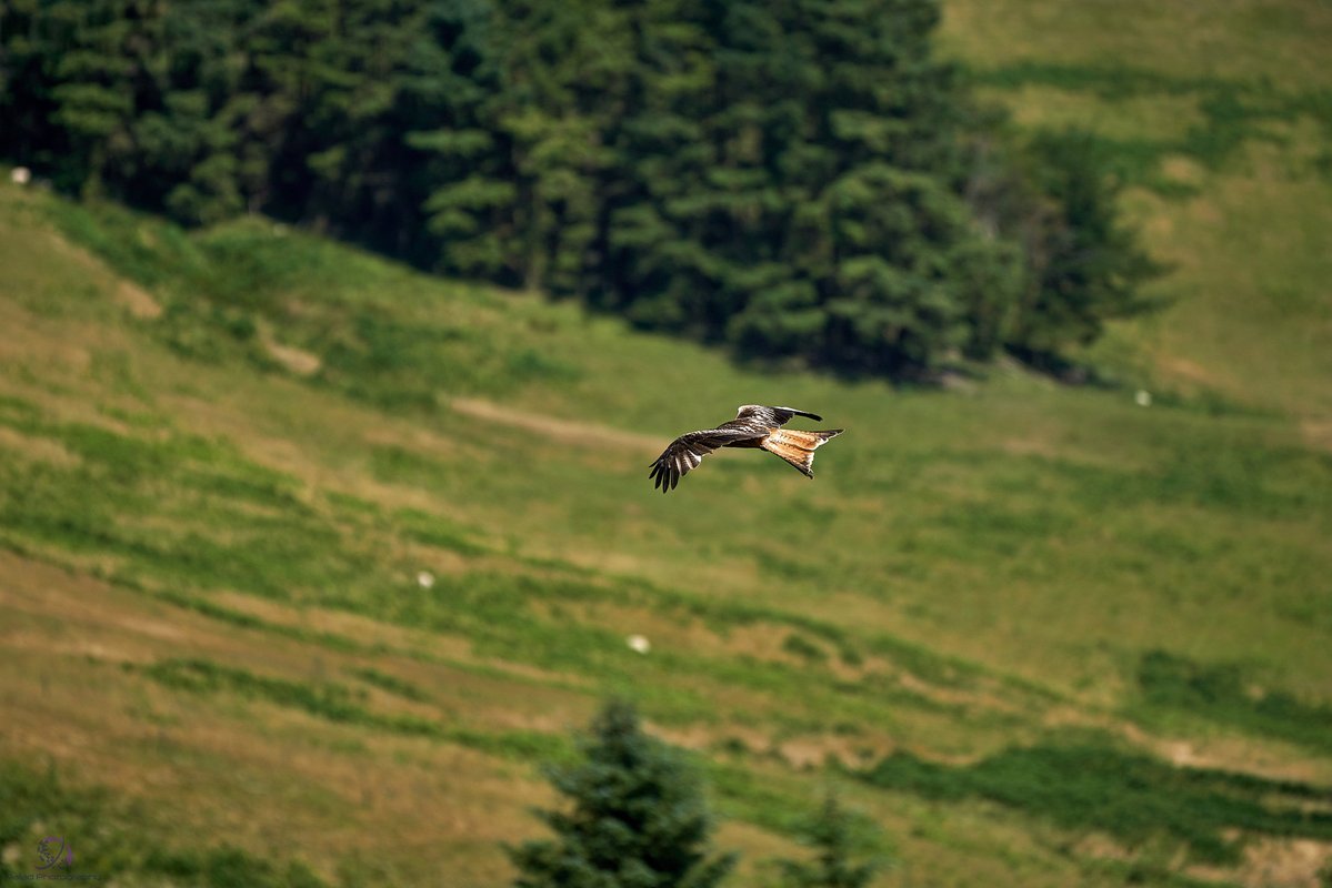 NaiadPhotograp1's tweet image. Photos by Naiad Photography @NaiadPhotograp1

Link: live.staticflickr.com/833/4244225741… 

#SonyCamera #sonyalpha #sonyphotography #sonya99 #sonya99ii @sonyalpha #naiadphotography 

Main Site: naiad-photography.co.uk