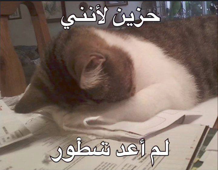 𝐋𝐀𝐍𝐀 tweet media