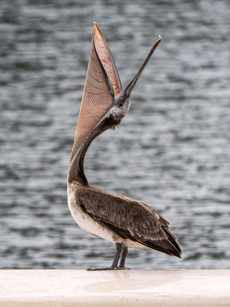 wzzwzzz2's tweet image. A wonderful bird is the pelican,
His bill can hold more than his belican;
He can take in his beak,
Food enough for a week,
But I’m damned if I see how the helican.
#pelican #vancouver