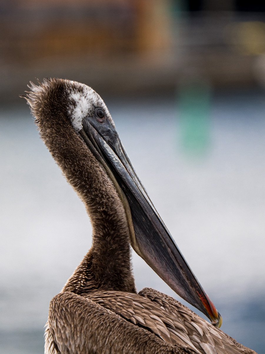 wzzwzzz2's tweet image. A wonderful bird is the pelican,
His bill can hold more than his belican;
He can take in his beak,
Food enough for a week,
But I’m damned if I see how the helican.
#pelican #vancouver