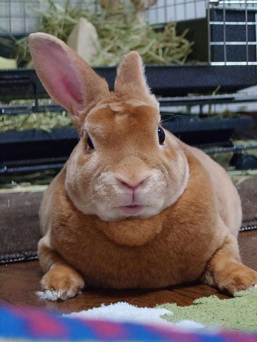 ゆー@もこもこは正義//ミニレッキスころも tweet media