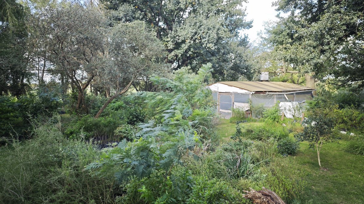 Mi refugio, el vivero de nativas "El Tala".
Me costó años crear estos jardines y las hileras de árboles para vender.
Con dos laburos se me está complicando, pero acá puedo bajar un cambio todas las tardes.
Y conservar una certeza: no importa que pase, siempre puedo hacer plantas.