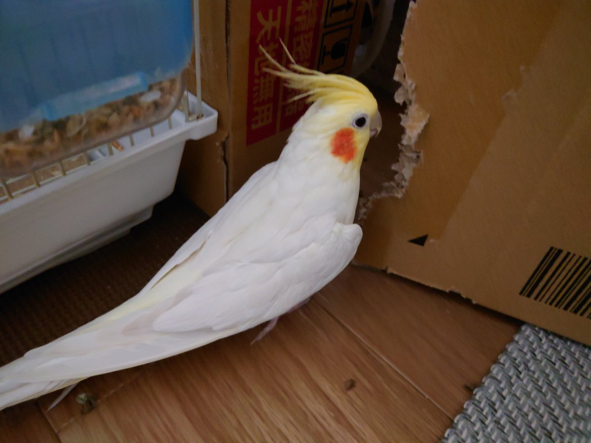 レイル tweet media