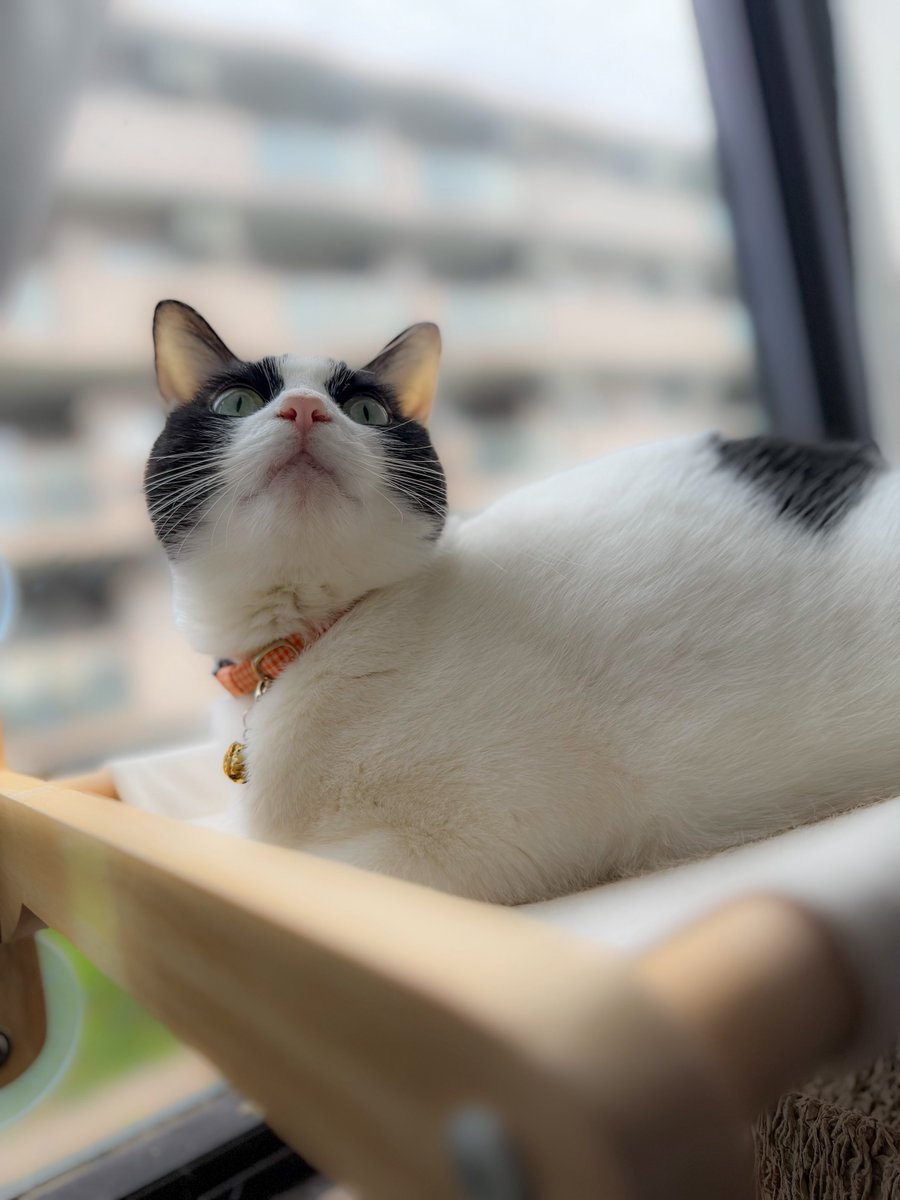 おはようございます🤓

何かを見つけたマル君🐈⸒⸒⸒⸒
この角度可愛い...
#保護猫 #猫のいる暮らし
#ほごねこを家族に #NEKOくらぶ
#ハチワレ