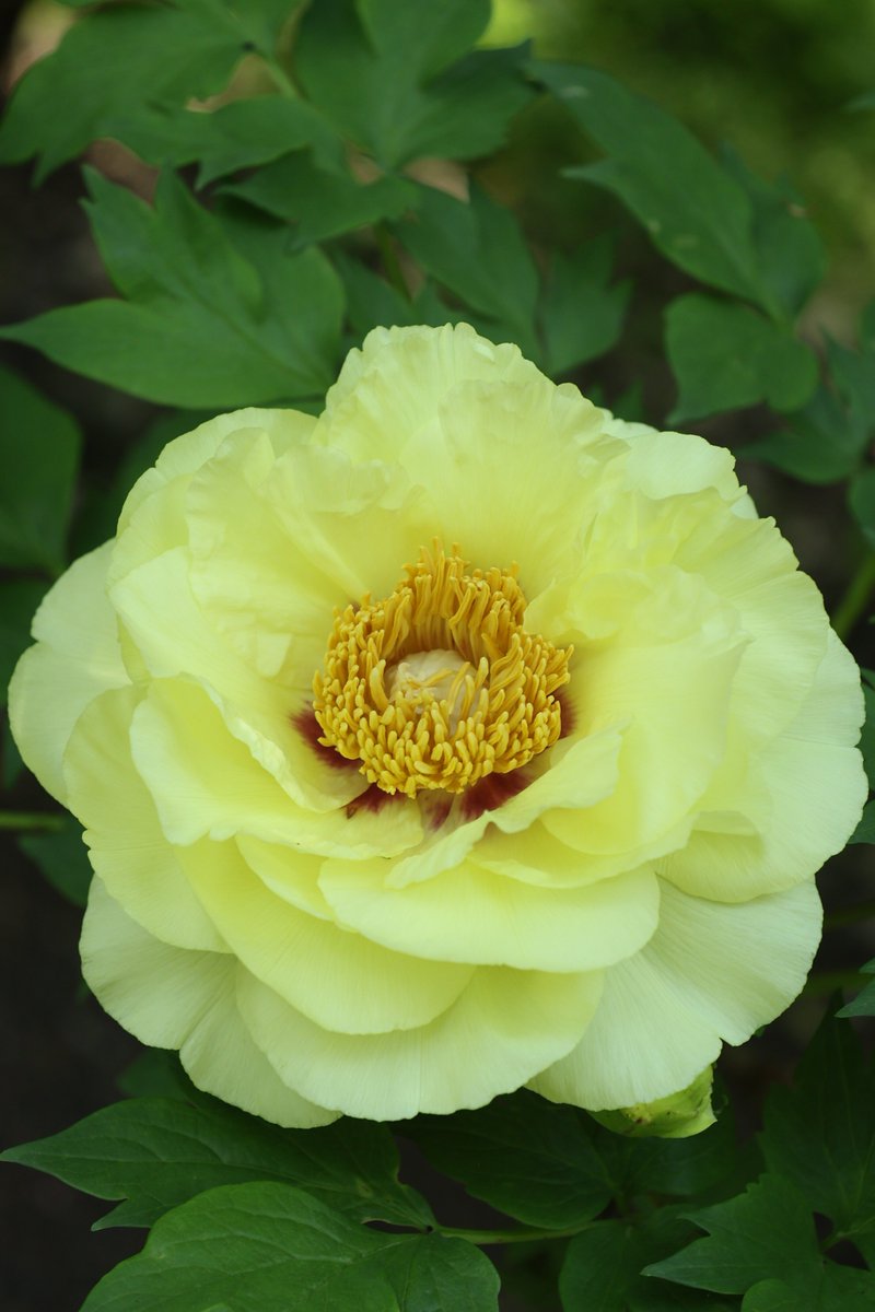 gontanokoneroku's tweet image. Peony 😃

#Photography #Flowers #Peony