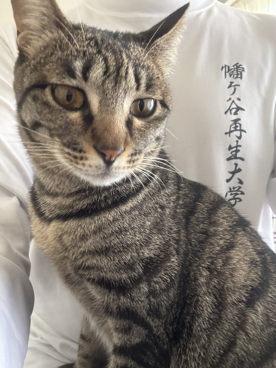 🤟😎よっこー😇👿 tweet media