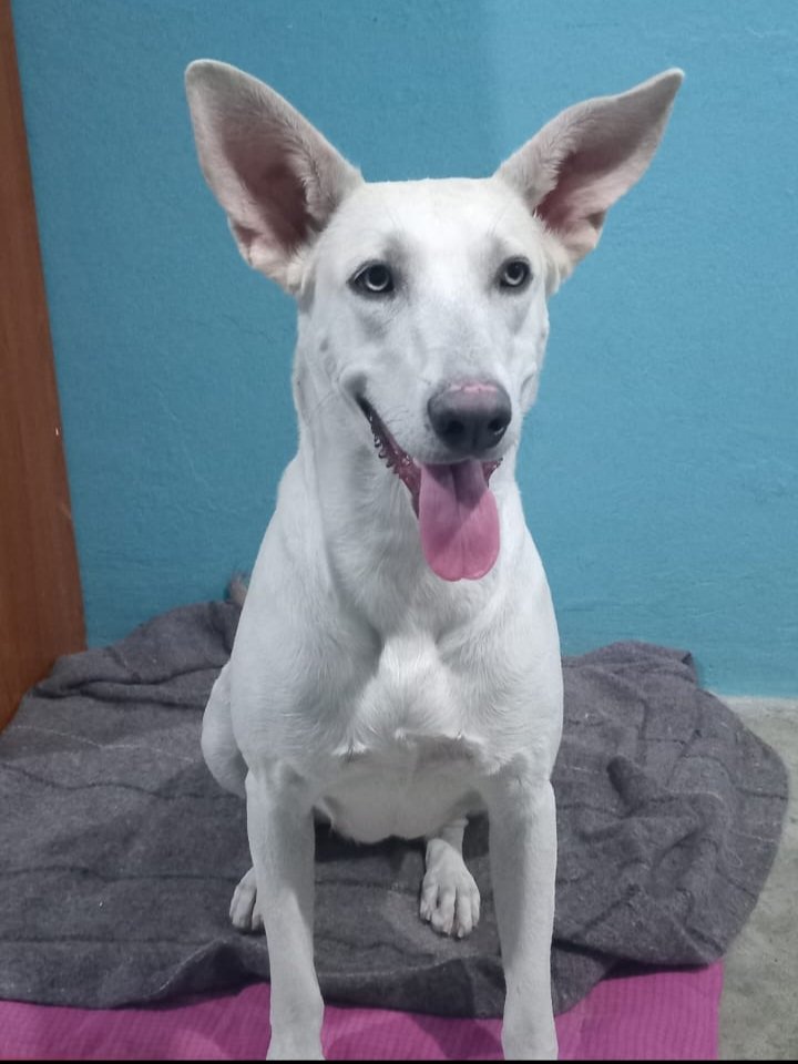 MascotasSCLC's tweet photo. #Adopcion ⚠️ nos piden da favor compartir 🙏
Hola mi nombre es Charlotte, tengo 3 añitos, soy una cruza de Pitbull con labrador, estamos buscando a una familia que nos pueda  adoptar, 
Si te interesa poder cuidarnos puedes llamar a los números: 961 918 38 15 / 967 130 72 76 https://t.co/ULRgL7IdFo