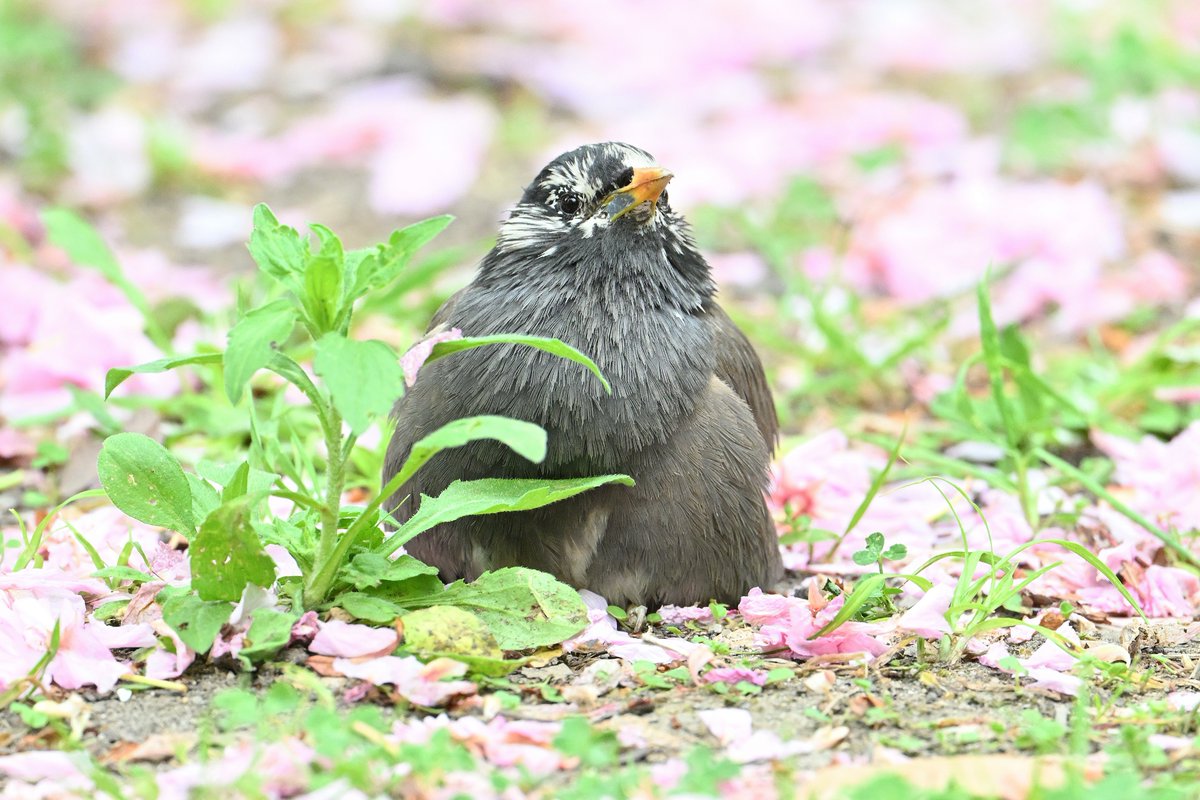 waniwani1968 tweet media