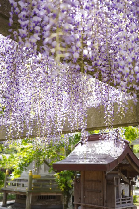 ✿「風 Ⅴ」✿ tweet media