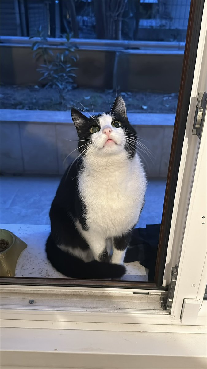 Kedi Sahiplendirme tweet media