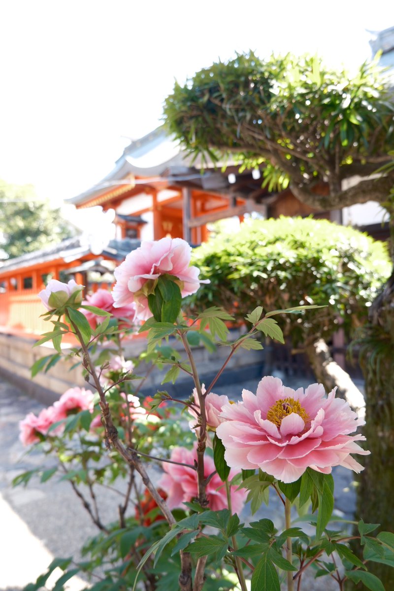 ✿「風 Ⅴ」✿ tweet media