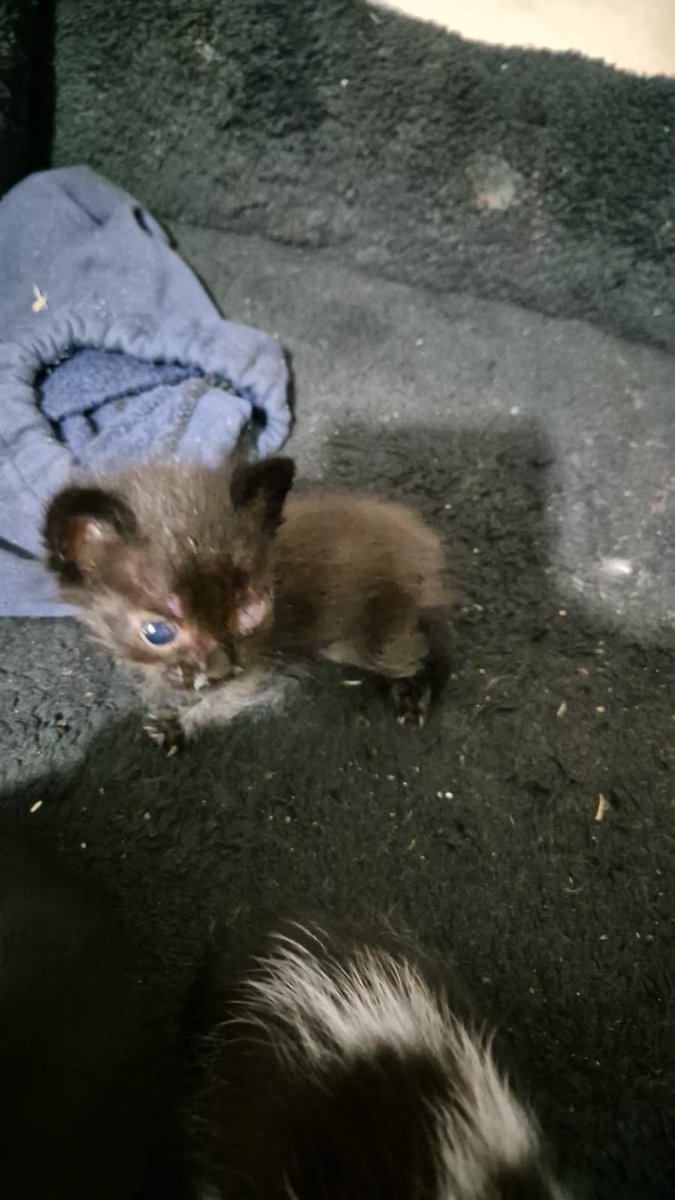 Emi motores Pumi 🌑 tweet media