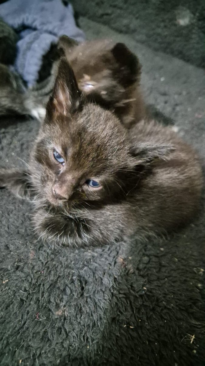 Emi motores Pumi 🌑 tweet media