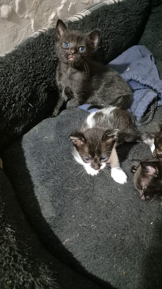 Emi motores Pumi 🌑 tweet media