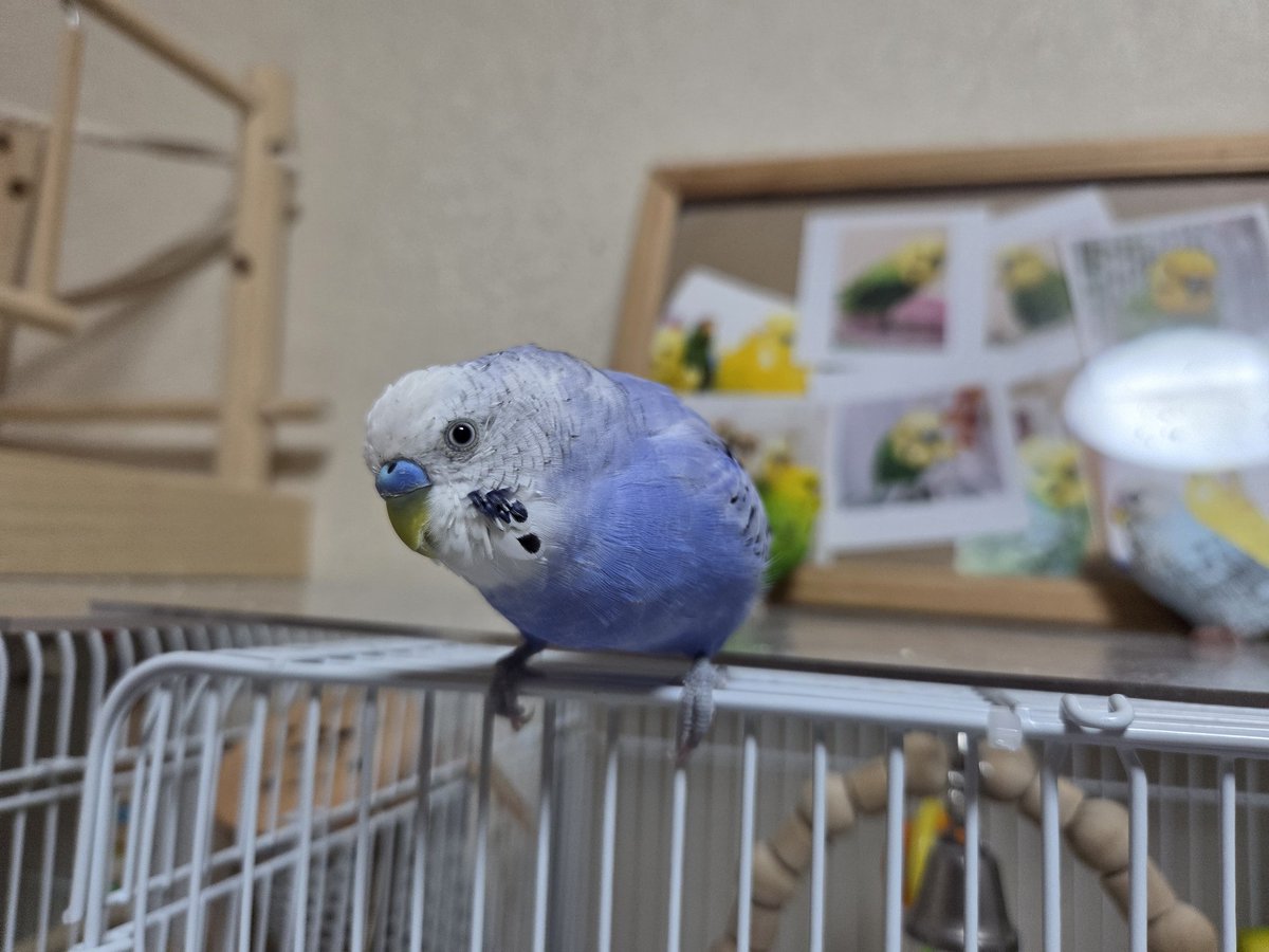 🐣ちーたん🐣 tweet media