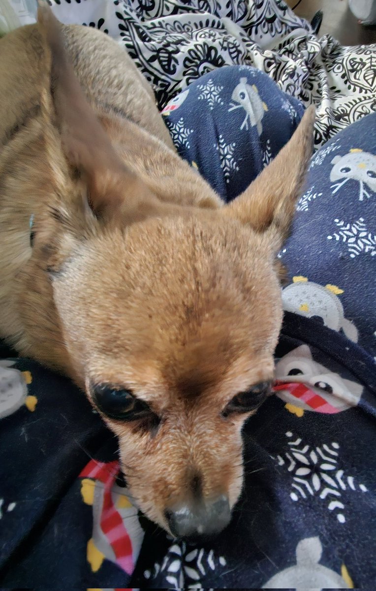 paco5775's tweet image. For the record, I was trying to save you from that Swiss Mountain Dog-that's why I wouldn't let you catch me. (Glad Shiloh is well trained) I only licked him😜 Goodnight everyone. Love, Sophia 🐾 ♥️ #dogsoftwitter #missyouReo #PuggieForever #NinaAngel #TikiMyHeart #ForeverLoved