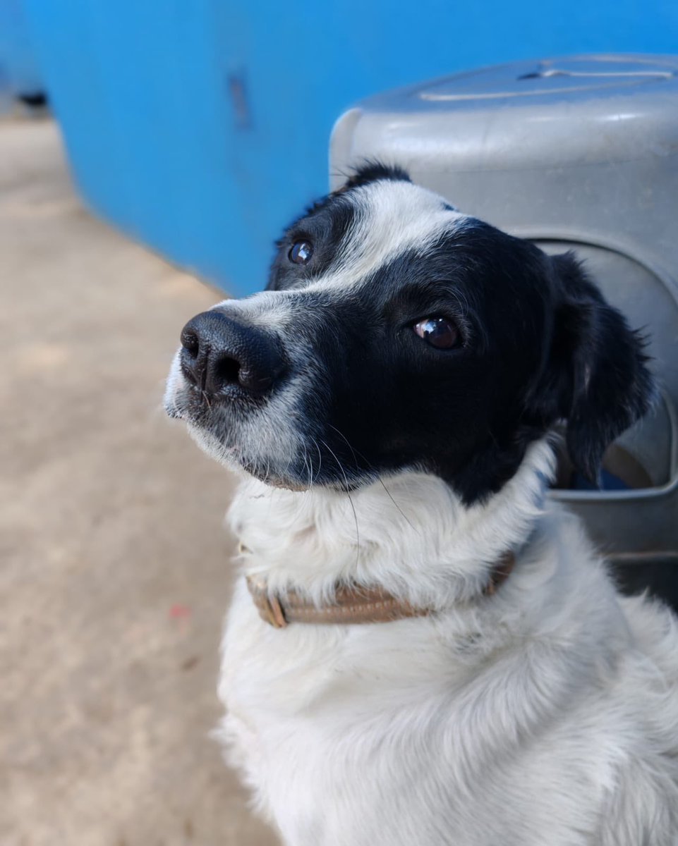 Héctor Gabriel Trejo tweet media