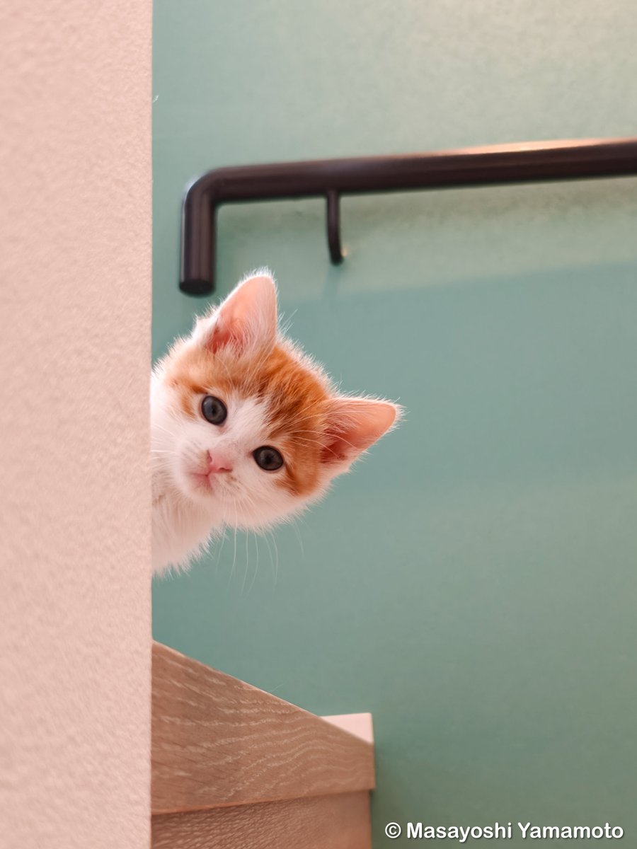 nekoiroiro's tweet image. なぁに？