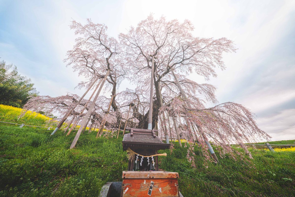 ito_san00's tweet image. 降り注ぐ光と桜

#tokyocameraclub #東京カメラ部 #SonyAlpha
