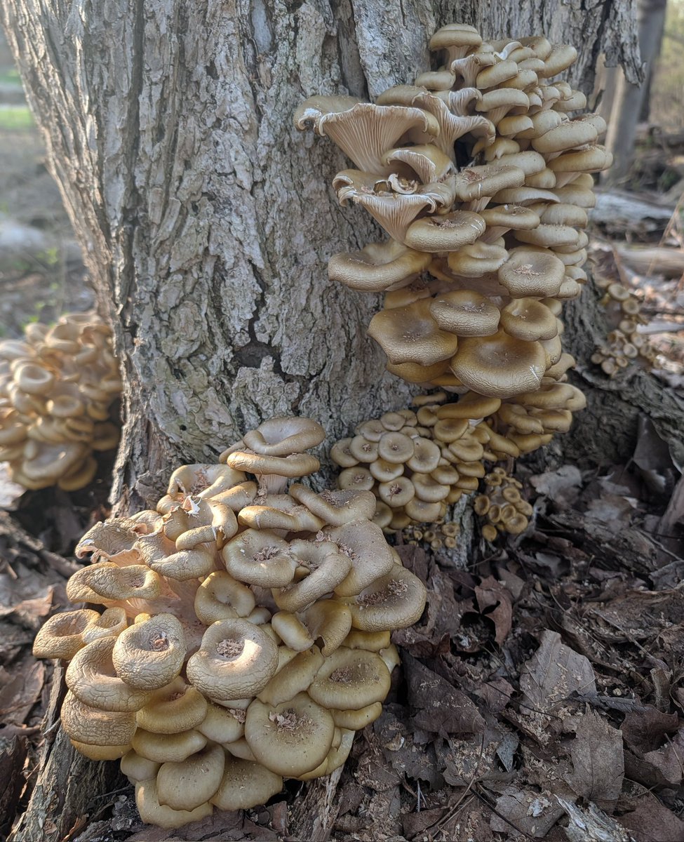 Fenix Ammunition tweet media