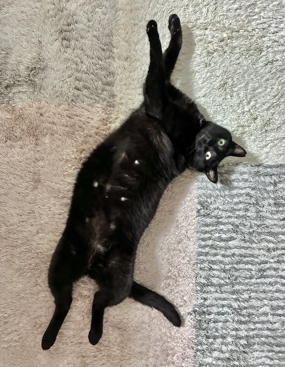 お仕事行ってくるね！

頑張るからね！

ﾈｺﾁｬﾝ「ほえ？」