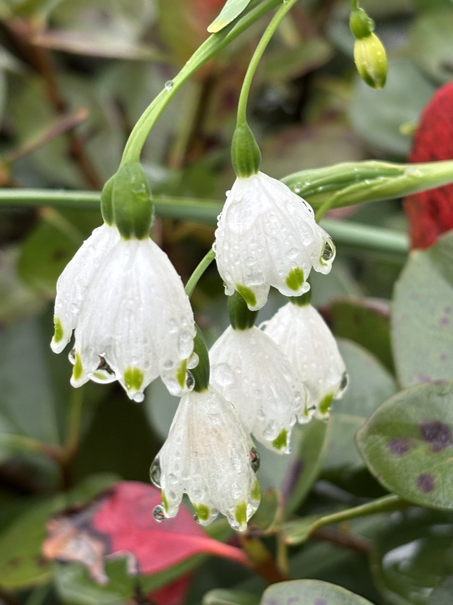 金色のヤタ☆事実整頓☆ tweet media