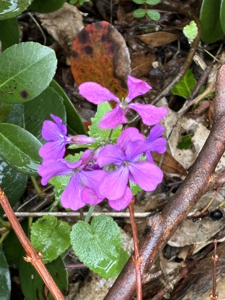 金色のヤタ☆事実整頓☆ tweet media