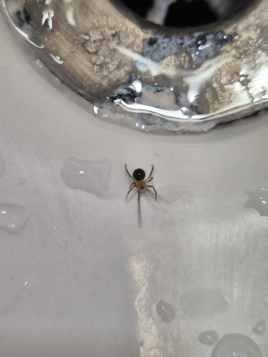 mibmin's tweet photo. @ElfaDosInsetos isso aqui é uma aranha marrom? Minha mae jura que sim, me ajude por favor >.< https://t.co/kqpnoqc1dd