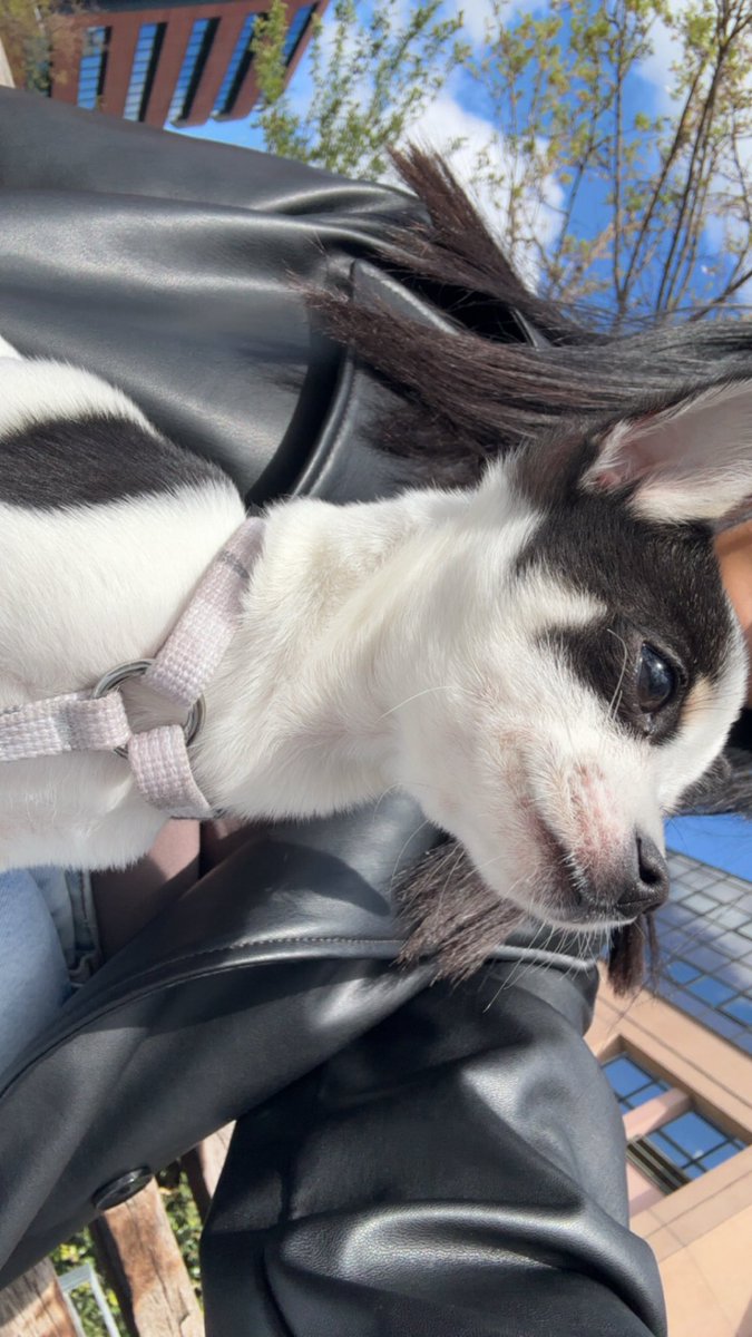 lilya27808's tweet image. les gens svppp voter pour mon chiot 🙏🏼🙏🏼 #chihuahua #concours #chiot 

kingpet.fr/vote/bandit7026