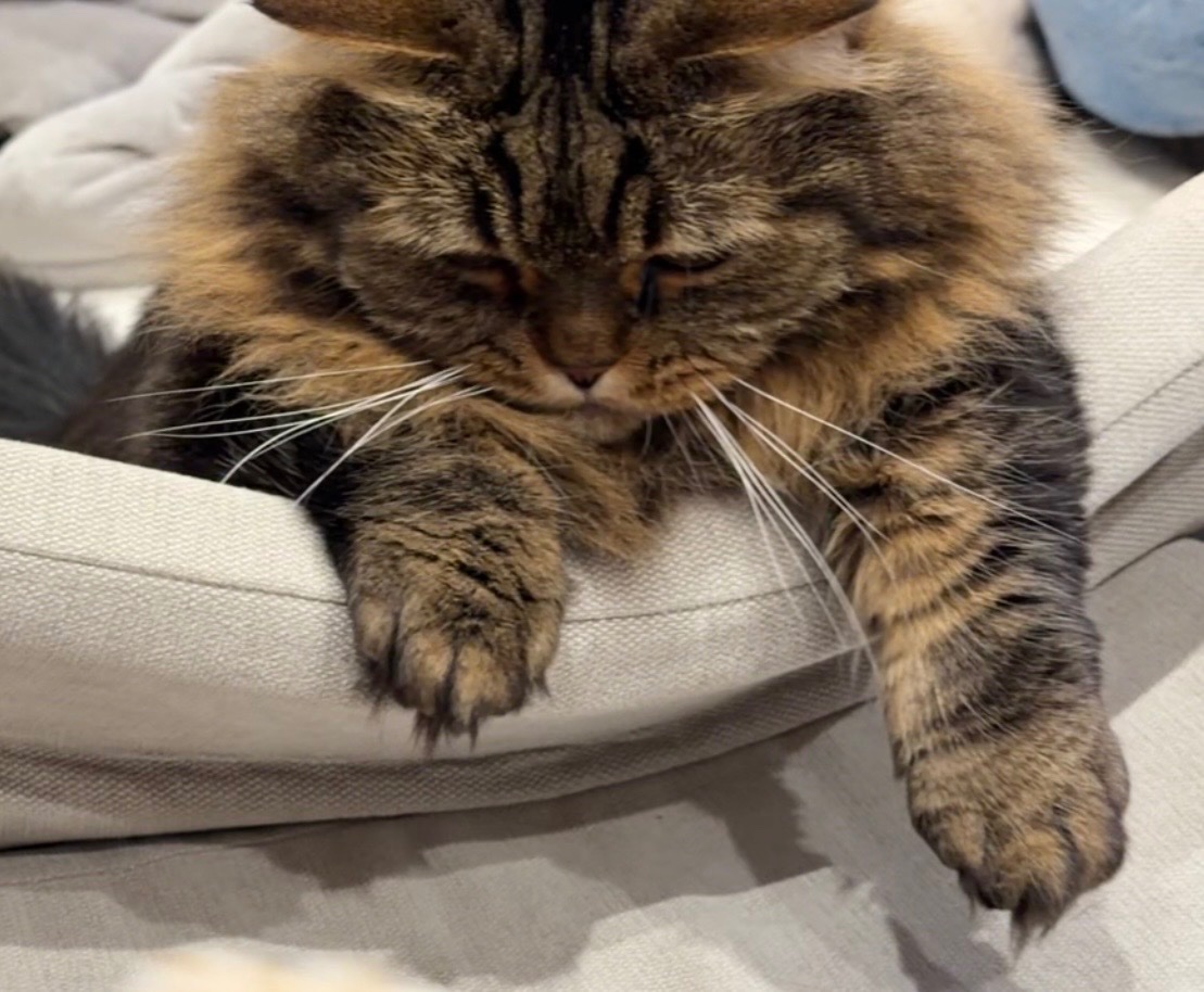 マンチカンのアーサー tweet media