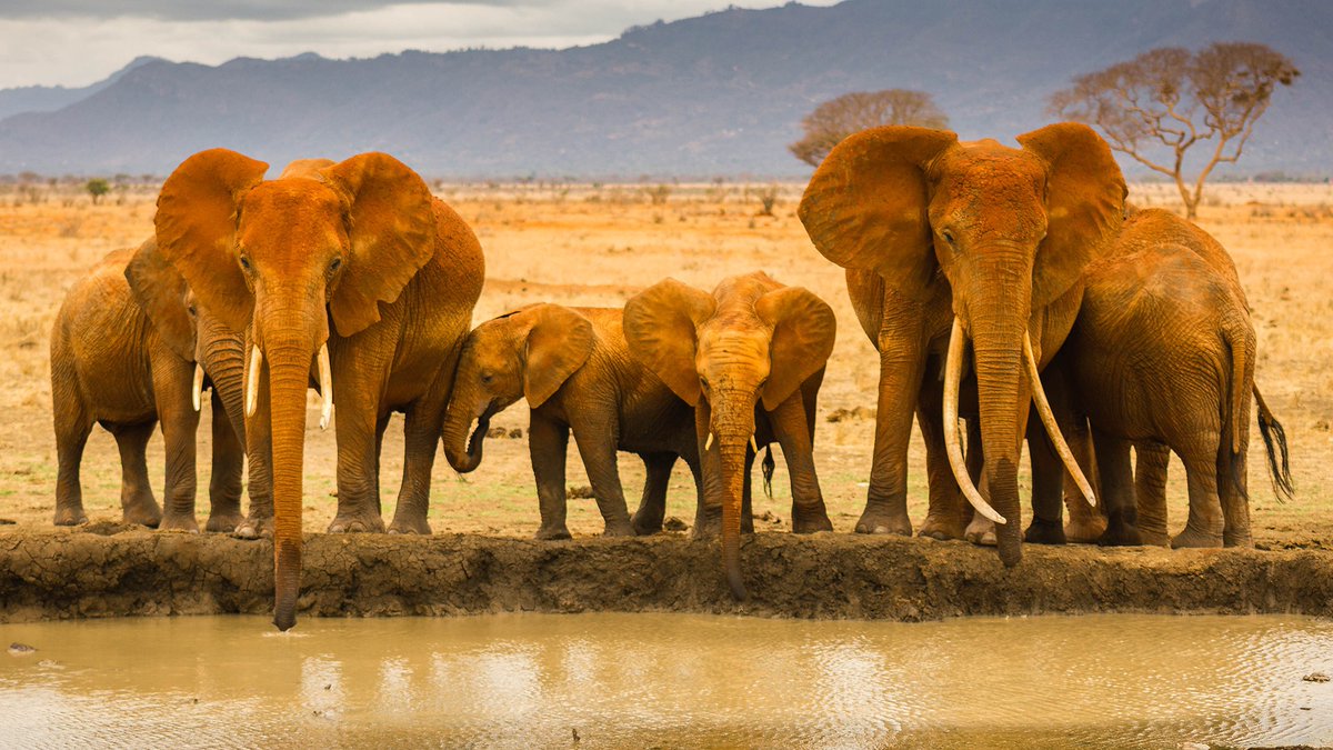 AuthorsinOundle's tweet photo. @Rockstarscars Last few tickets remaining for Sophy Roberts: A Training School For Elephants
Thursday 23rd April at 7.45pm, The Whitwell Room, Talbot Hotel, Oundle
Thursday is World Book Day. Come and join us to support the wonderful authors whose books we all enjoy reading.
"What an incredible, improbable story this is... a beautiful, intelligent and heartfelt book, a brilliantly researched account of an imperial fever dream alongside a no less feverish contemporary journey. It will haunt me."
— Sunday Times —
"A Training School for Elephants works precisely because it is so evocative, and because many of the characters within are more complex – in all their greed and prejudice, but also courage and misguided idealism – than might be fashionable to admit in our censorious times." — TLS
Tickets £10 (£8), available from Leo’s Pet Supplies, Oundle (cash only) or online https://t.co/zzdPY2NX4A