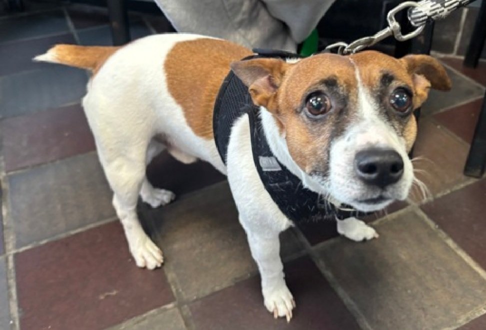 Little Paws NYC tweet media