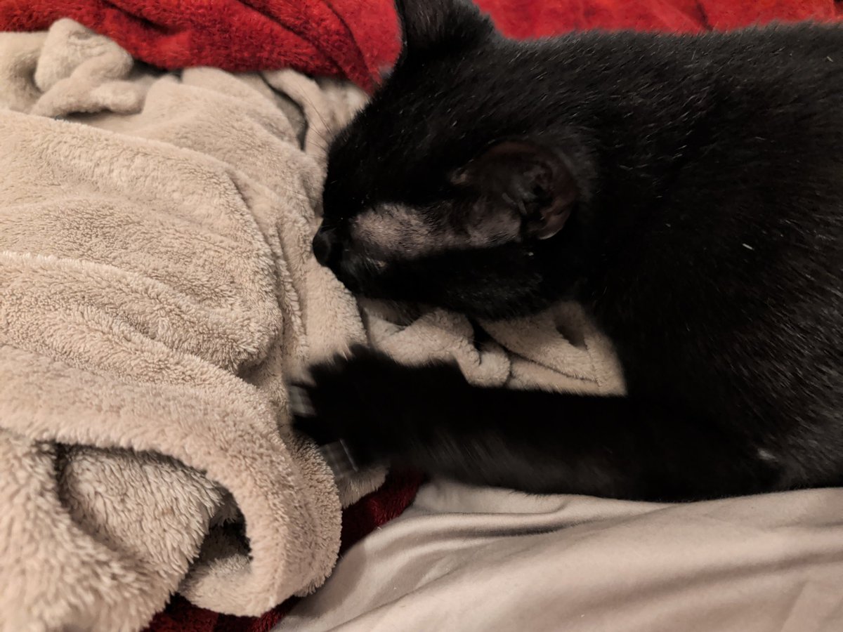GeneralCuddles's tweet photo. @bluemariecake Starscream and Dobbie! https://t.co/qYIYICRst0