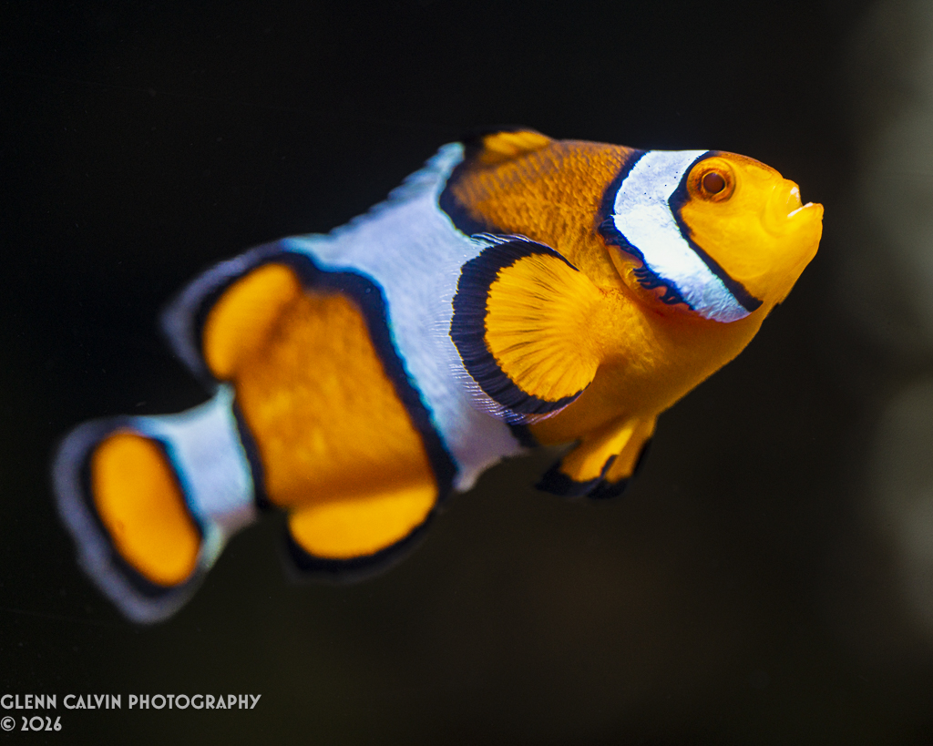 Aquarium photography is very difficult to get right, especially with a macro lens. Here's a few from yesterday that aren't perfect, but they're interesting. With the Nikon Z8 and Nikkor Z MC 105mm f/2.8 VR S.