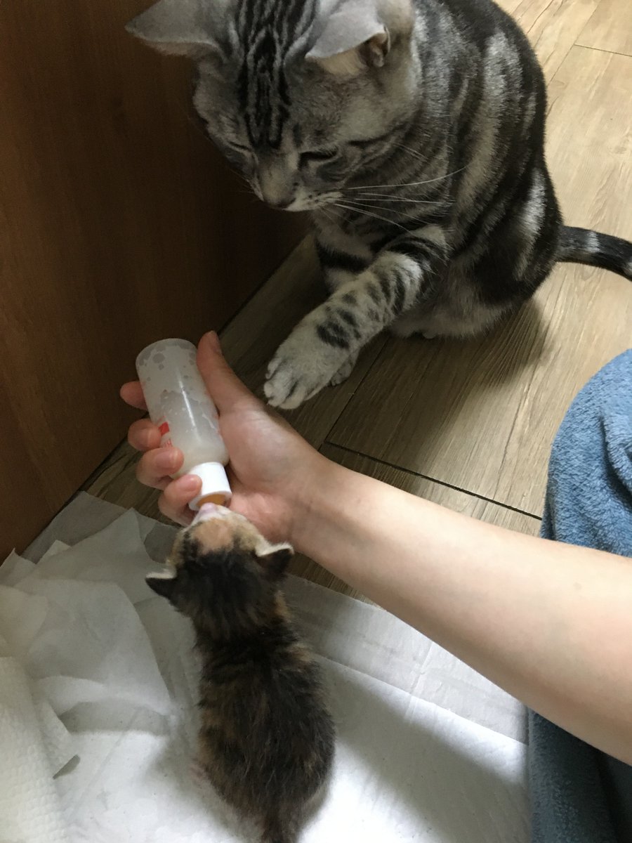 아기 고양이 수유 시 가장 주의해야 할 점은 사람 아기처럼 눕혀서 먹이는 것이 아닌 이렇게 배가 땅쪽으로 향하게 해서 먹이는 것입니다. 잊지 마세요.

그리고 또하나 분유를 노리는 성묘를 주의하세요.