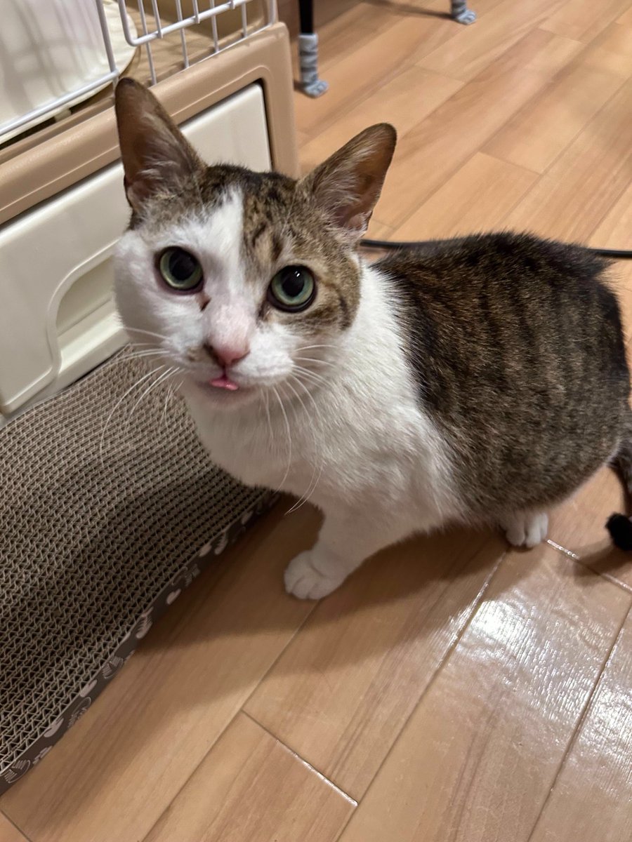 えどねこ tweet media