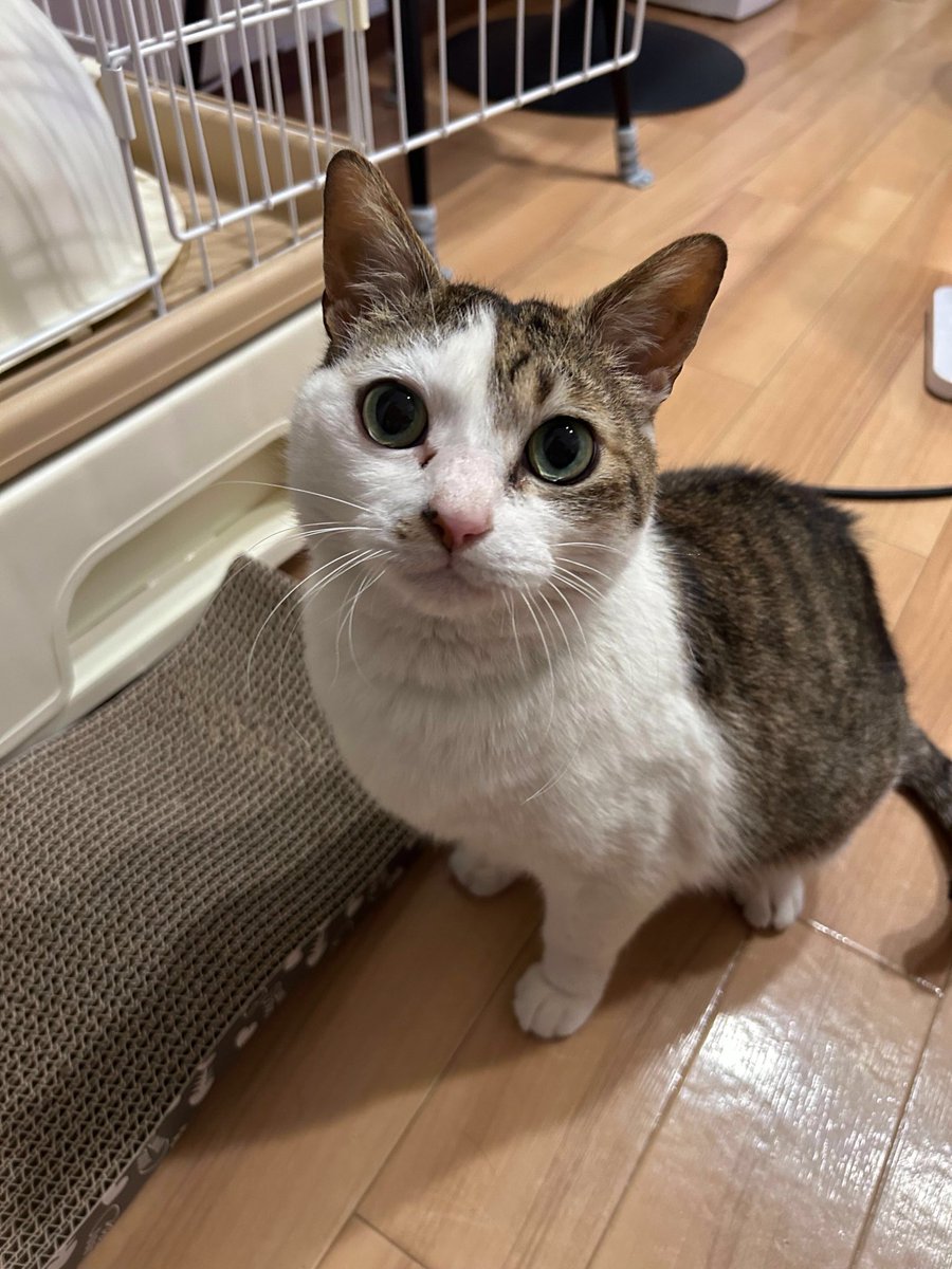 えどねこ tweet media