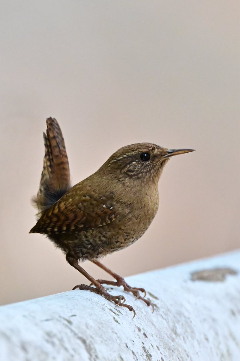 えむビタキ tweet media