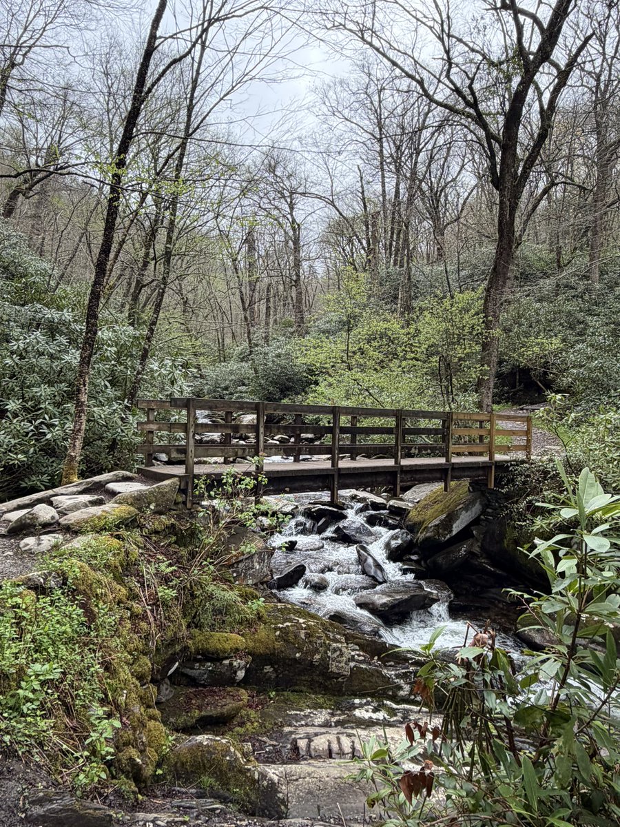 KennepohlEdward's tweet image. A nice start to Sunday morning. 😊
Chimney Tops Trail 🥾 😊
3.8 miles, 1407’ ele gain 
4328’ max ele
Great Smoky Mountains National Park
#travel #hiking #mountains #nature #Tennessee