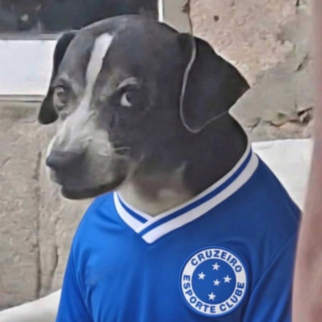 Eu acho q somente nós que assistíamos Cruzeiro e operário e derivados temos direito de ir nesse jogo contra o boca