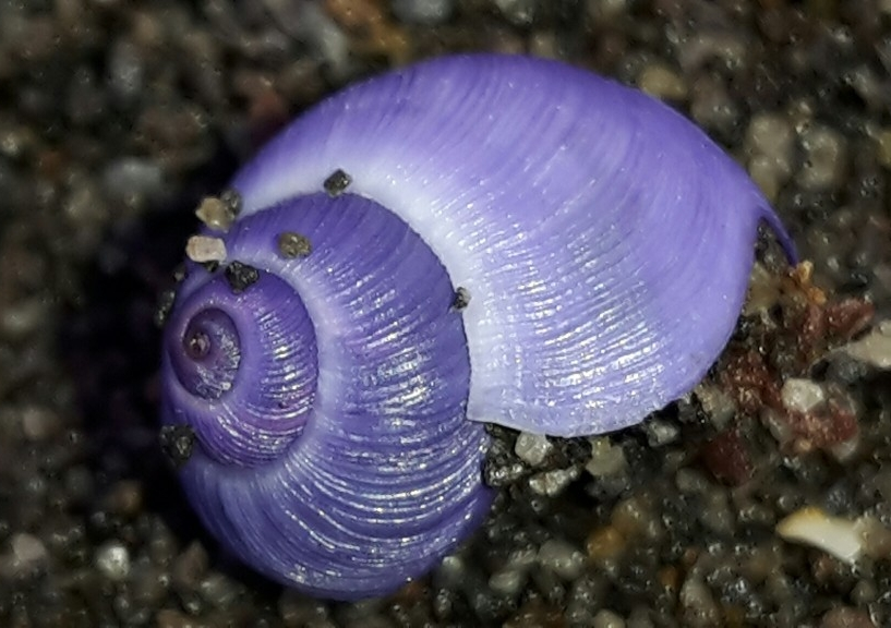 malacodatum's tweet photo. 𝘑𝘢𝘯𝘵𝘩𝘪𝘯𝘢 𝘫𝘢𝘯𝘵𝘩𝘪𝘯𝘢 (aka purple snail) is a pelagic snail that lives floating at the ocean’s surface by  building a bubble raft of its own hardened mucus, acting as a flotation device. 🐚💜
📸 by Wikipedia users: Epipelagin &amp; Mário NET
#MolluscMonday #MolluskMonday https://t.co/yiSEZHspoN