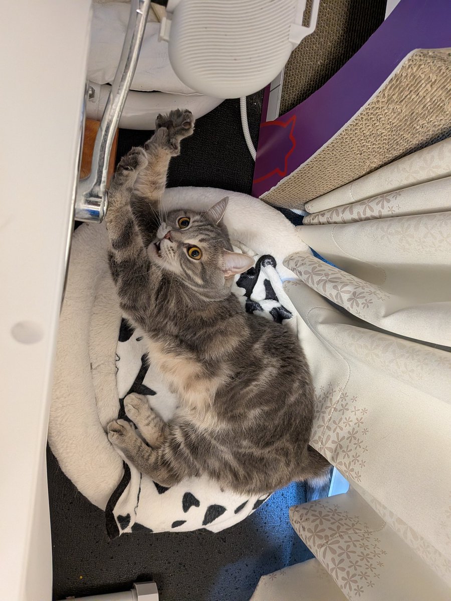 あぴお＆リク君 tweet media