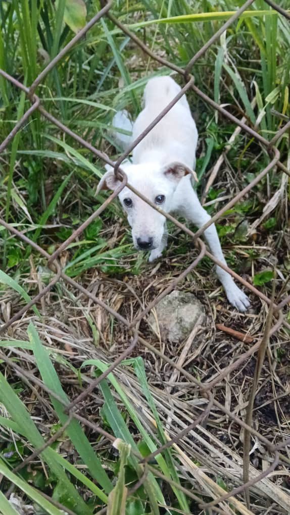 𝕽𝖆ú𝖑 𝕽𝖎𝖛𝖆𝖘 tweet media