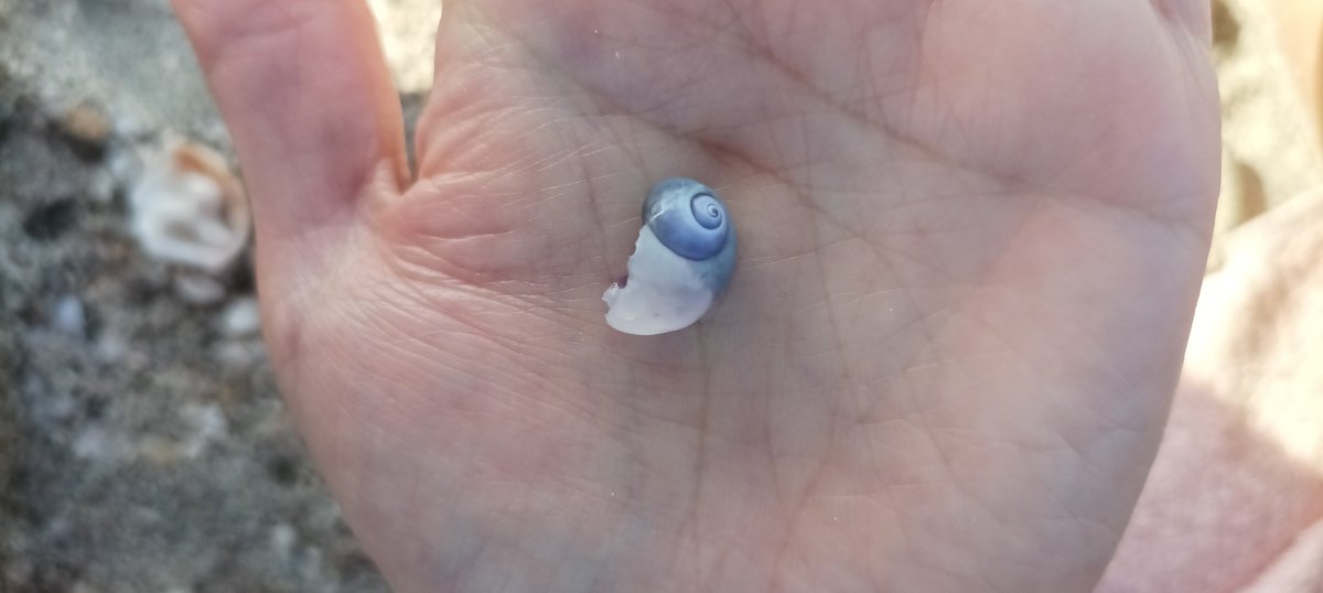 malacodatum's tweet photo. Hi,
Today I want to share with you this photo I took almost three years ago in BCS, Mexico. The conch belongs to a purple snail. 🐚💜 I was tempted to keep this shell w/me, but it started blowing bubbles seconds after I took the picture 🫧so I put it right back on the shore. 🏖️🌊 https://t.co/I07oXarOVp