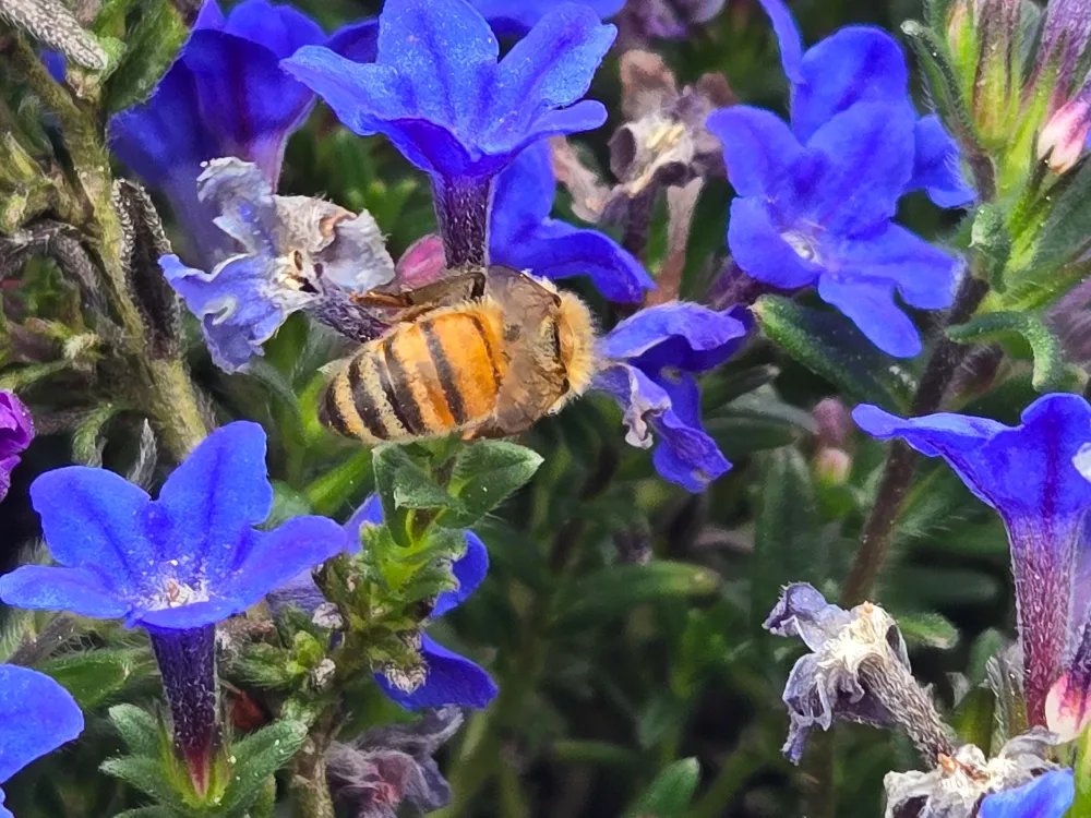 KeplerCoolatta's tweet image. Another 🅱️eneficial 🅱️ug hard at work 💪  These guys deserve more than we can give!  #photography #insect #bug #bees