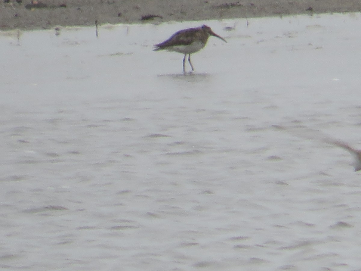 rbabox's tweet image. A Curlew Sandpiper has just been confirmed in Sussex County, Delaware (CODE 3) ebird.org/checklist/S323… Photo: Randy Fisher #ABARare #birding