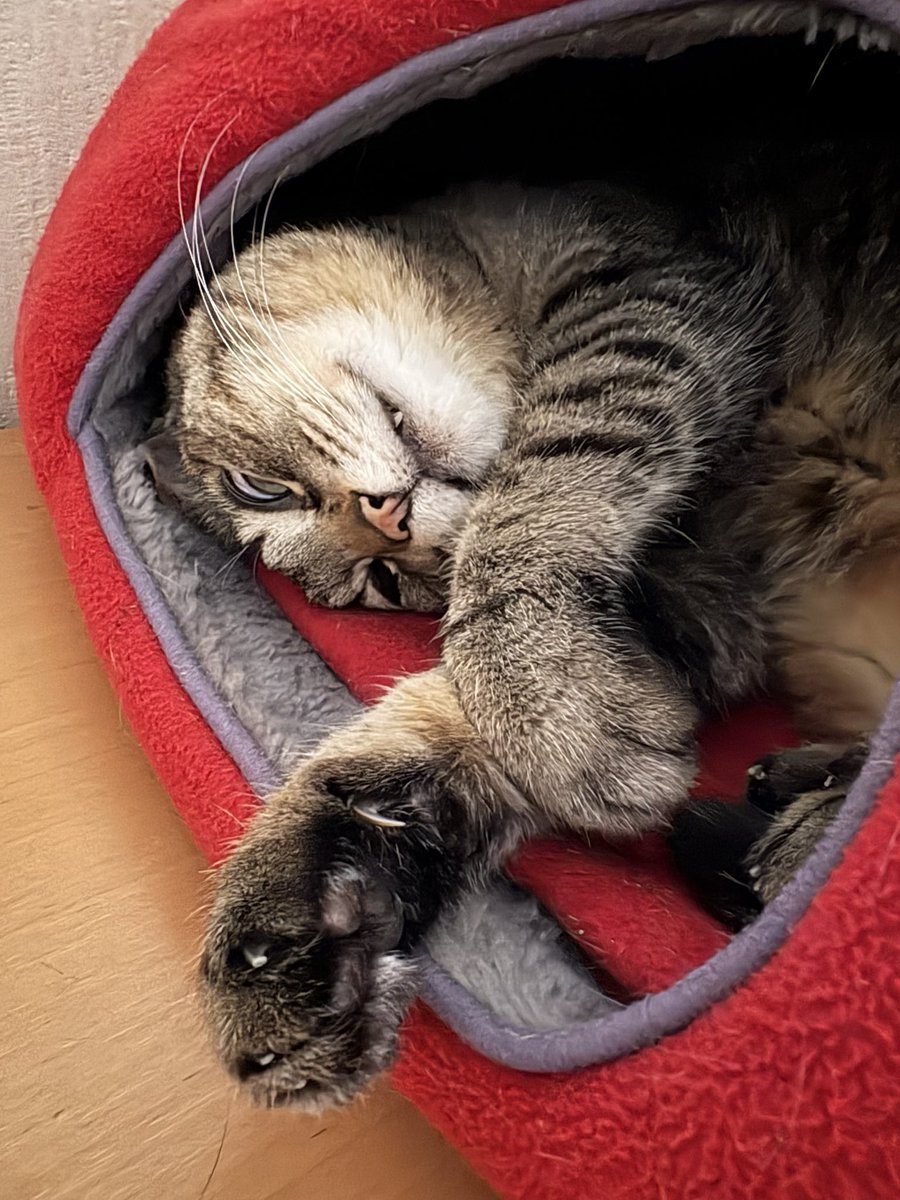 黒珈琲 tweet media